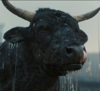 Money Calm Bull