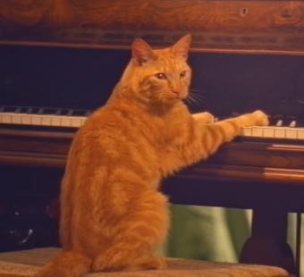 Cats Lose Their Cool: Holiday Special